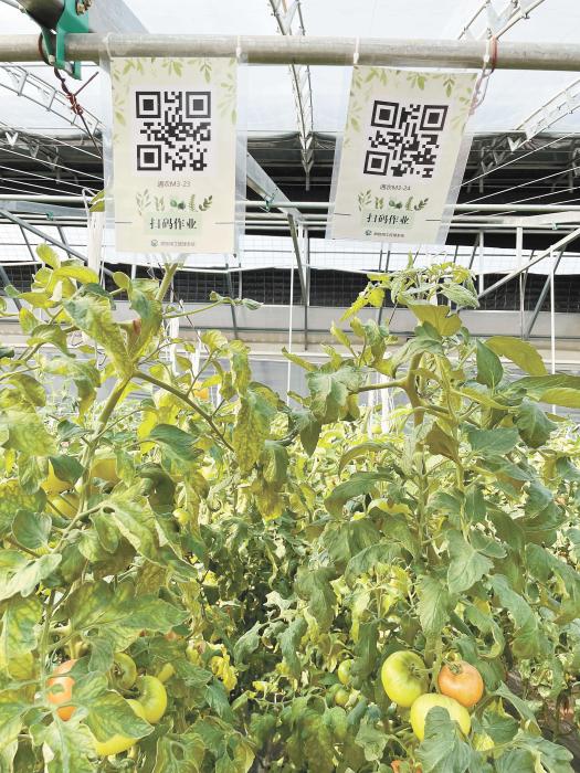 智慧大棚工人通過(guò)掃描二維碼，便可查詢當(dāng)前的作業(yè)情況?！吨袊?guó)新聞》報(bào) 魏寒冰 攝