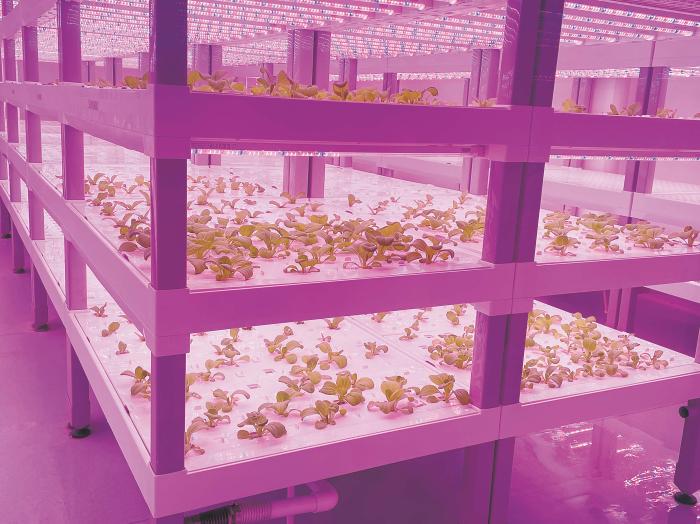 在物美植物工廠里，通過(guò)LED燈的照射，蔬菜散發(fā)勃勃生機(jī)。受訪者供圖